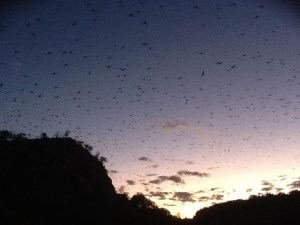 Flying foxes dominate the skyline....those are the little specs!