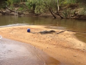 Saltie croc on sand island in Mary River