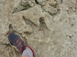 A 120 million year old dinosaur print alongside Steve's foot so you can appreciate its size 