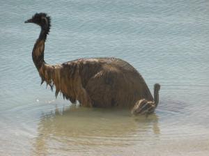 Bedraggled dad and bub enjoying a dip