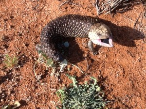 Local wildlife - the 4th blue tongue lizard I met on the cliff walk