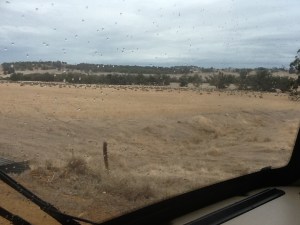 Dry WA countryside