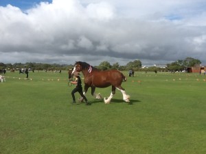 The winning draught horse