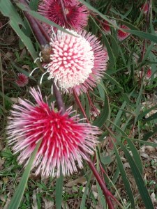 Stunning native flowers