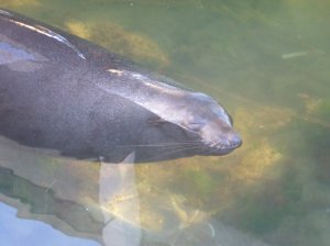 Keep feeding me, I'm so happy and contented with my life!